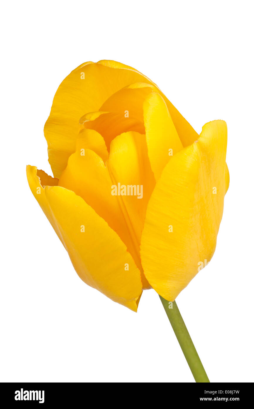 Fiore di un tulipano giallo cultivar (Tulipa specie) isolati contro uno sfondo bianco Foto Stock