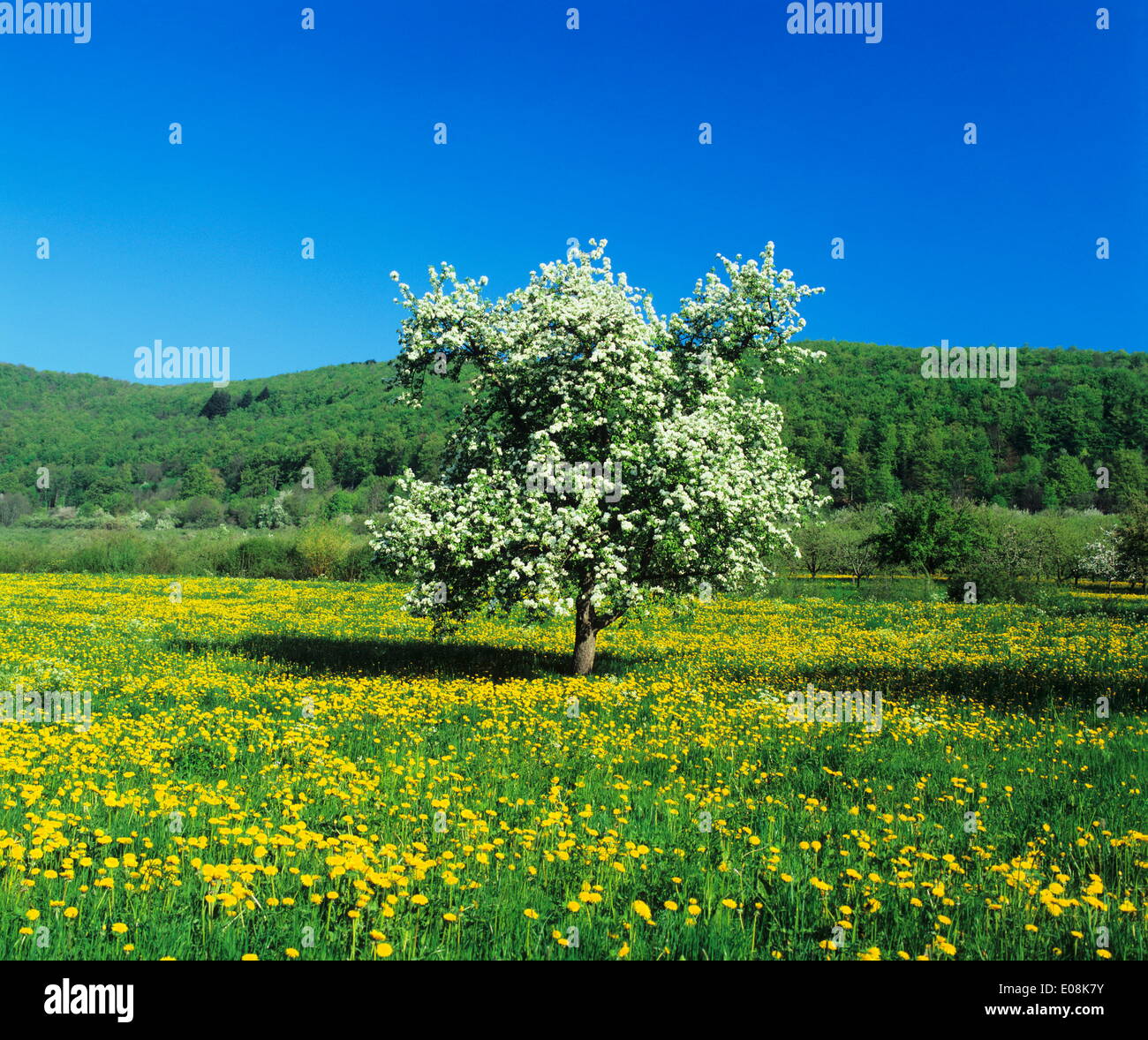Fioritura di alberi da frutto su un prato di fiori, Neidlinger Tal Valle, Svevo, Baden Wurttemberg, Germania, Europa Foto Stock