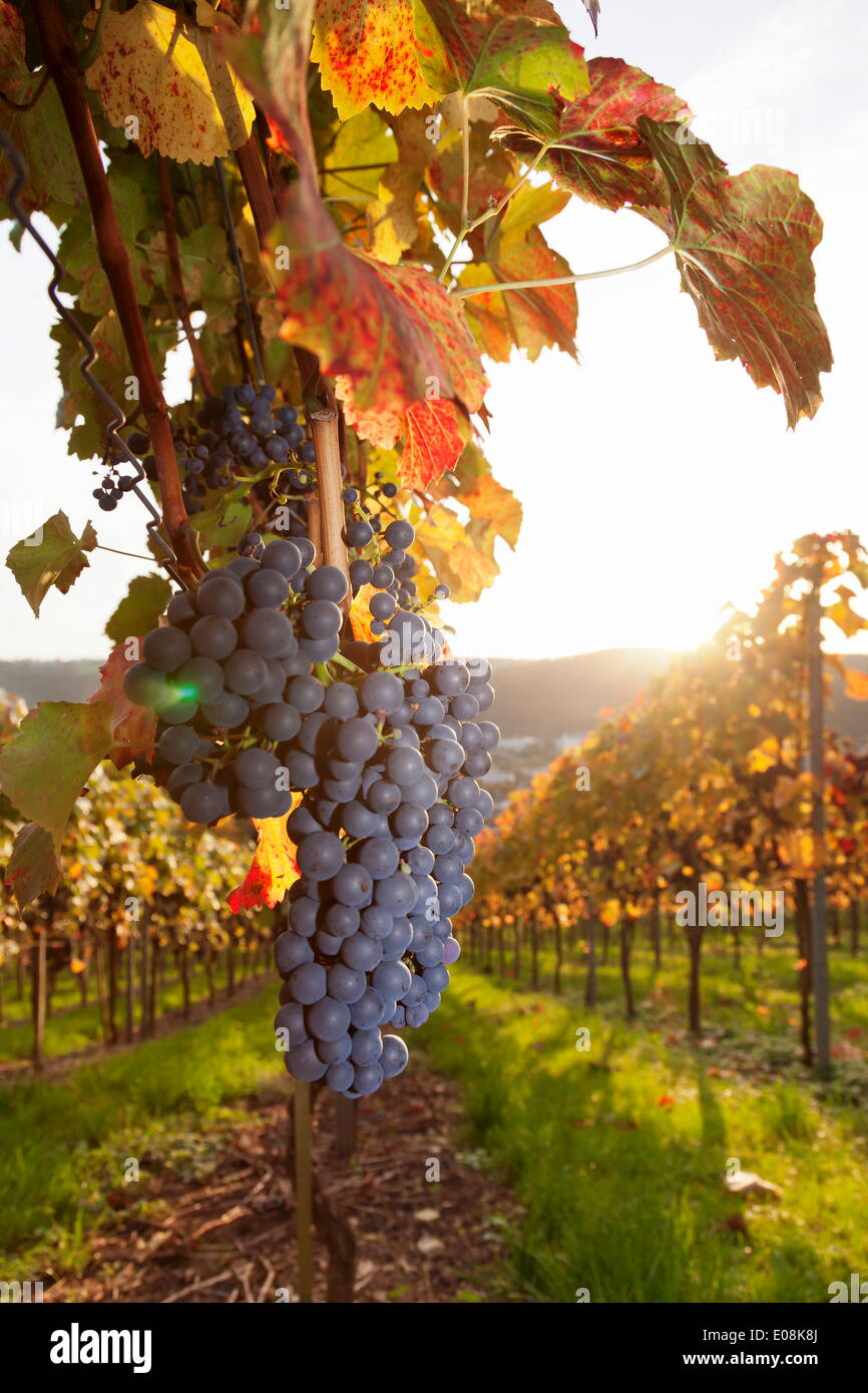 Vigneti con vino rosso uva in autunno al tramonto, Esslingen, Baden Wurttemberg, Germania, Europa Foto Stock