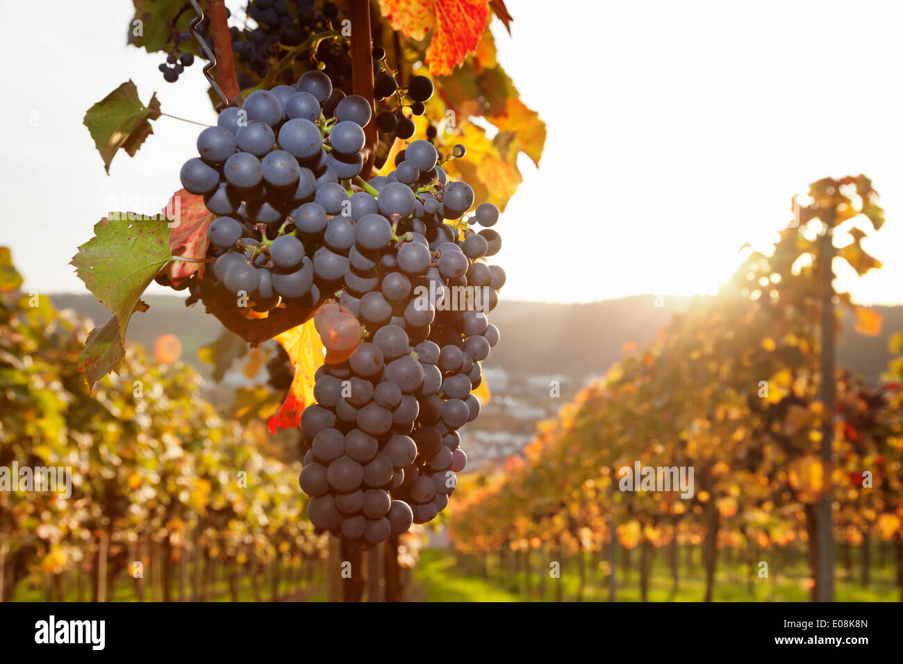 Vigneti con vino rosso uva in autunno al tramonto, Esslingen, Baden Wurttemberg, Germania, Europa Foto Stock