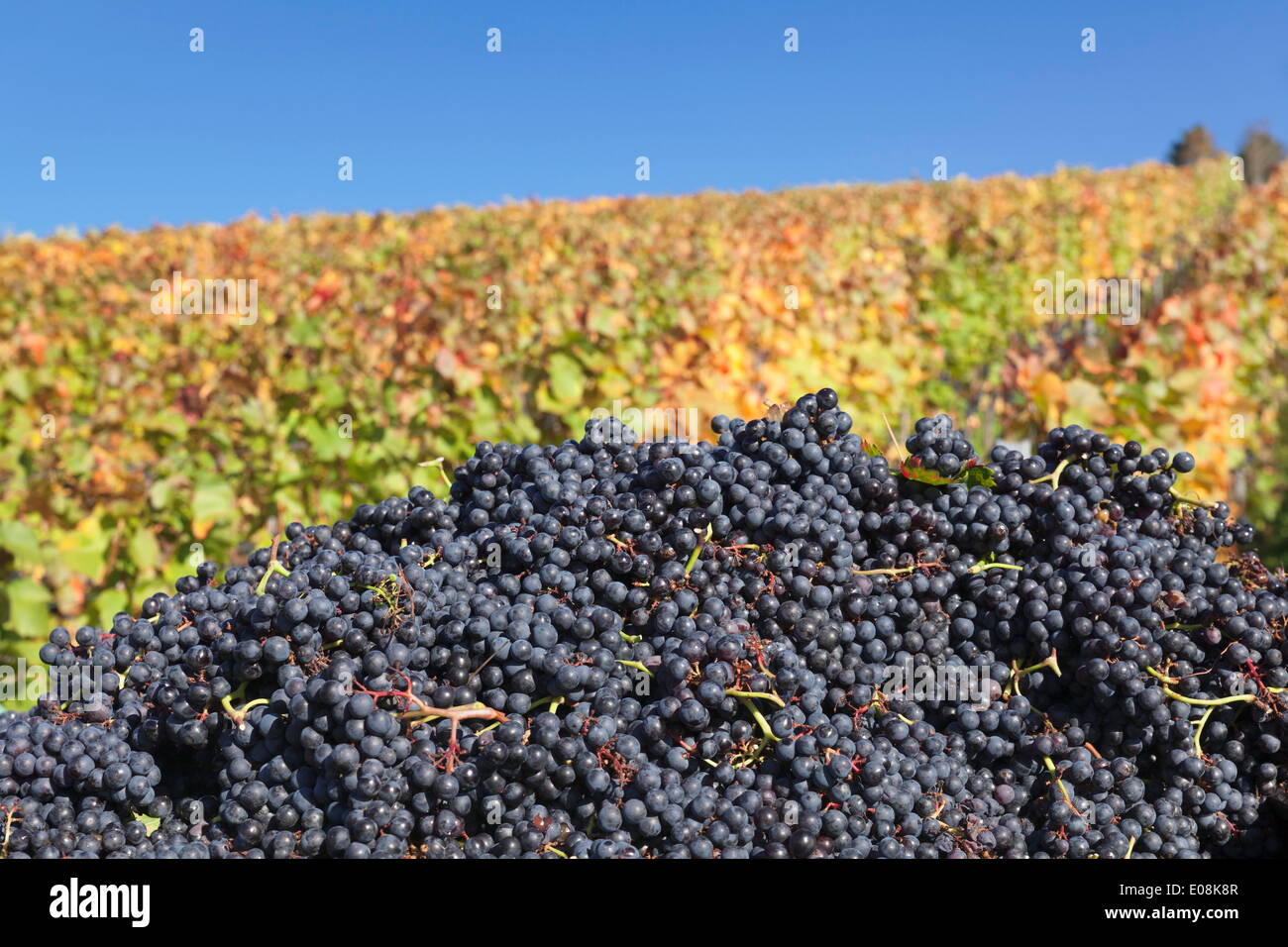 Vino rosso uve con variopinti vigneti in autunno, vendemmia, Uhlbach, Stoccarda, Baden Wurttemberg, Germania, Europa Foto Stock