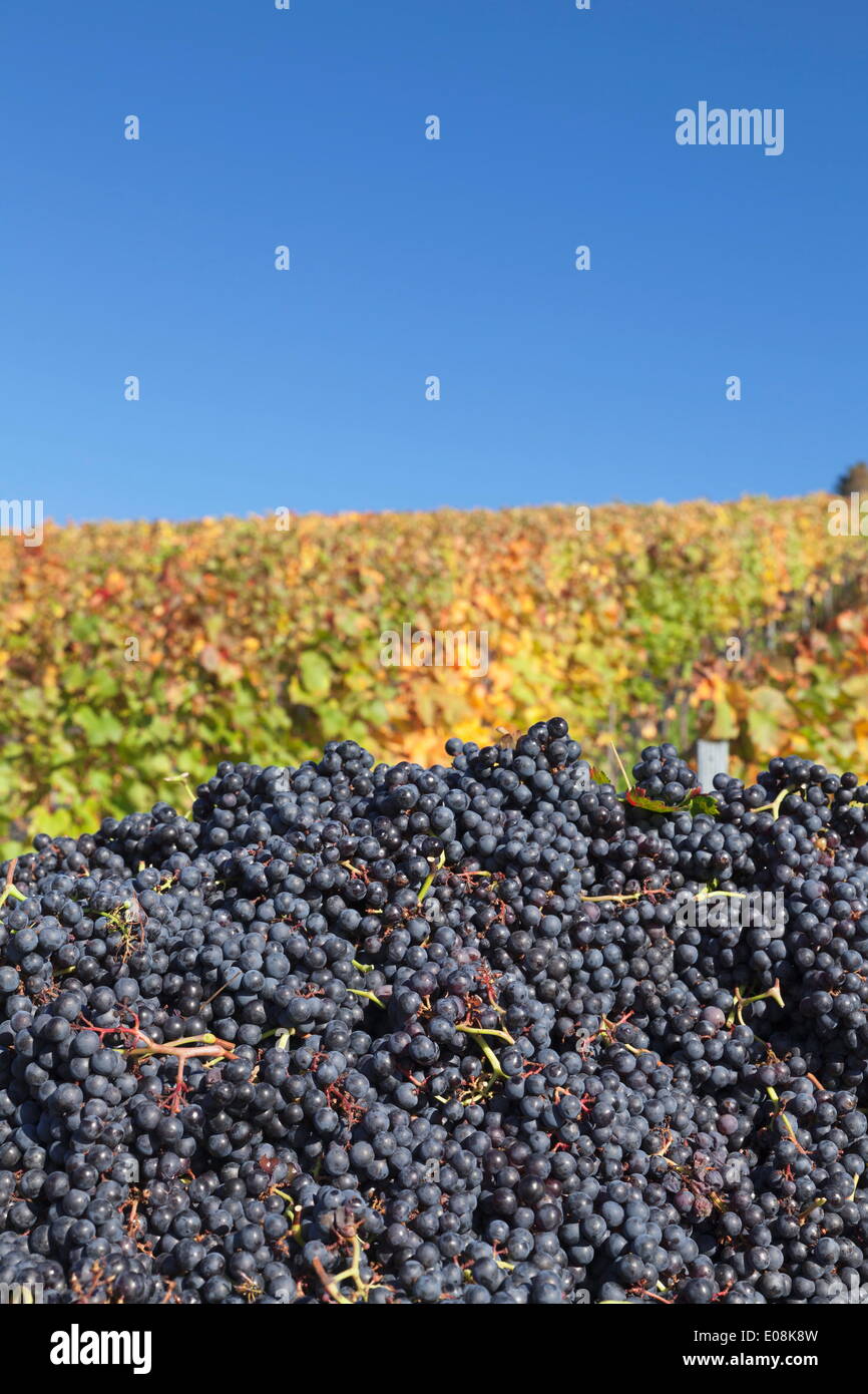 Vino rosso uve con variopinti vigneti in autunno, vendemmia, Uhlbach, Stoccarda, Baden Wurttemberg, Germania, Europa Foto Stock