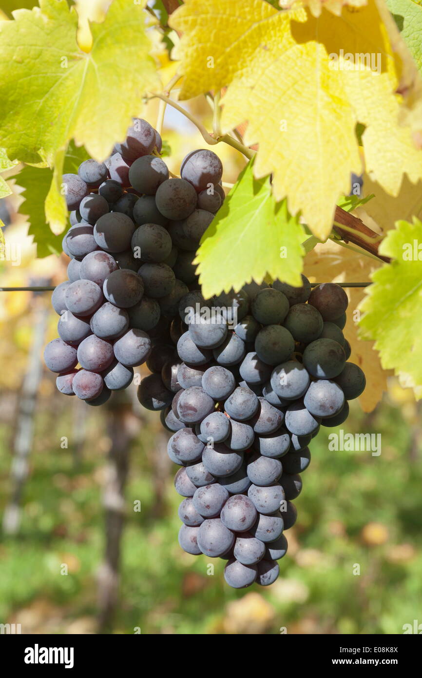 Vino rosso uva in autunno, Uhlbach, Stoccarda, Baden Wurttemberg, Germania, Europa Foto Stock
