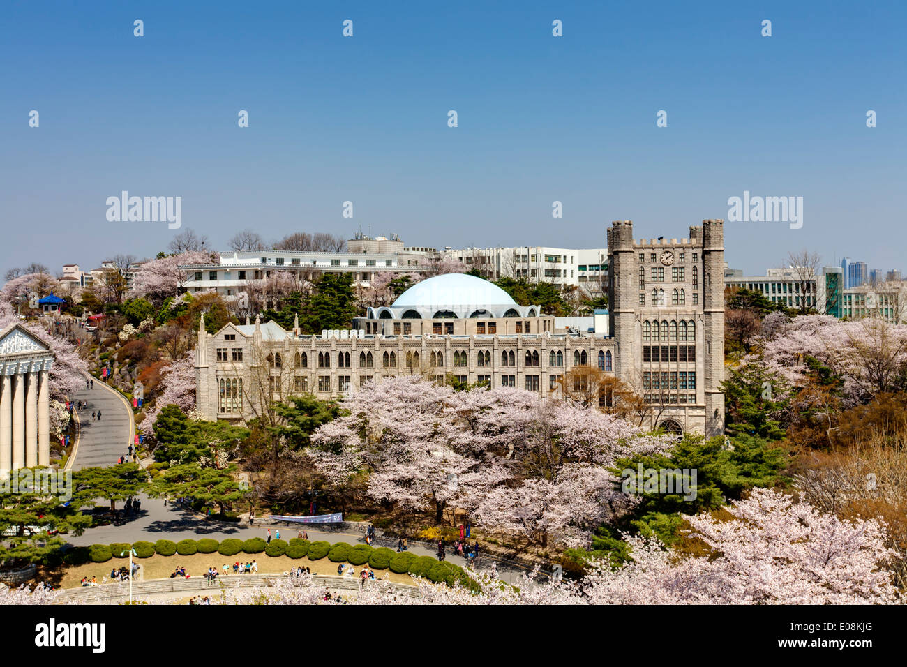 Campus coreano che è allineato con i ciliegi della piena fioritura in Kyung Hee University Foto Stock