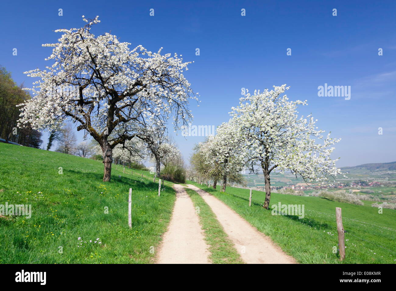 Fiore di Ciliegio a valle Eggenen, Markgrafler Land, Foresta Nera, Baden Wurttemberg, Germania, Europa Foto Stock