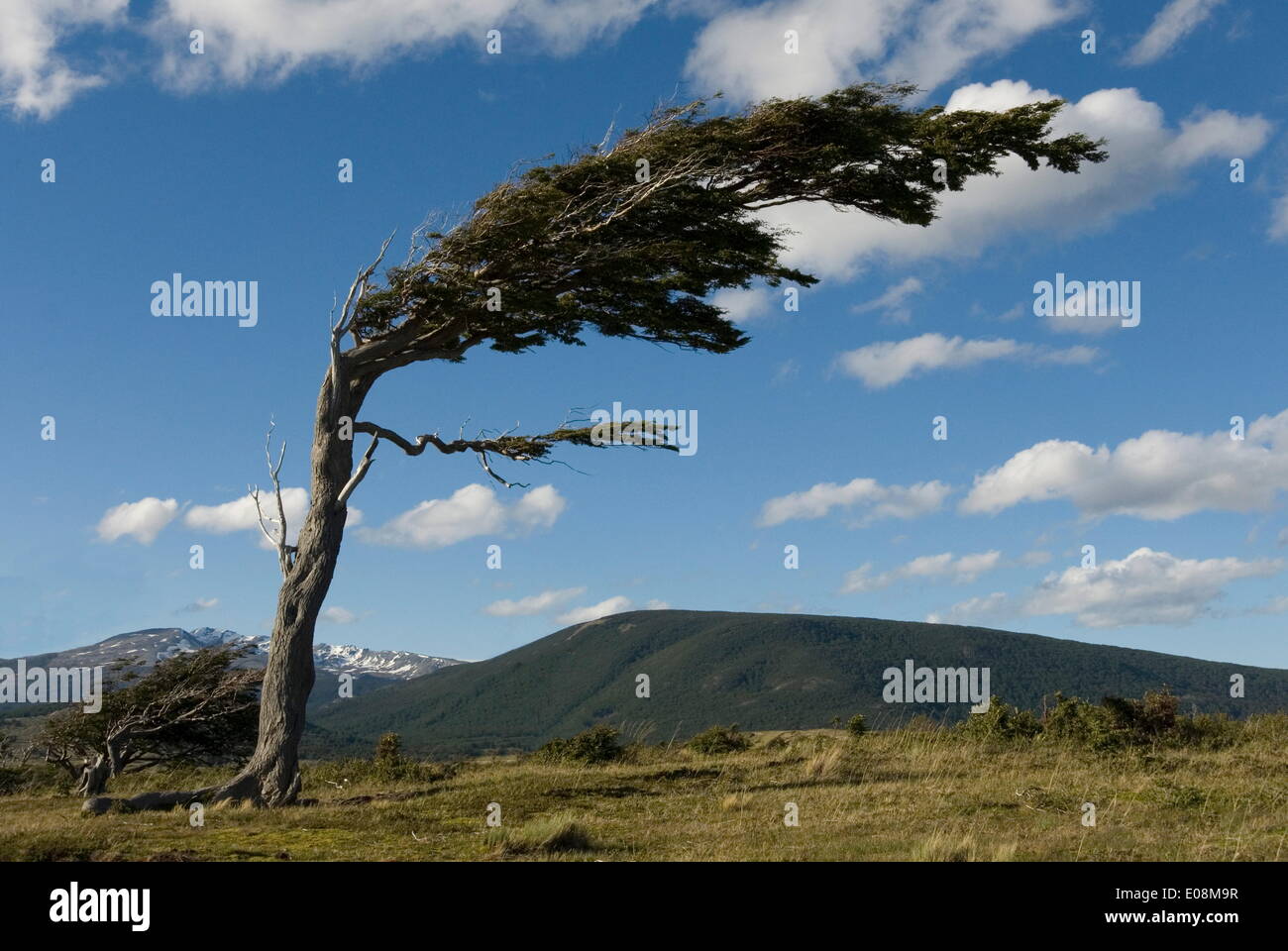 Tree distorta dai venti della ruggente degli anni Quaranta, Harberton, Ushuaia, Canale del Beagle, Tierra del Fuego, Argentina, Sud America Foto Stock