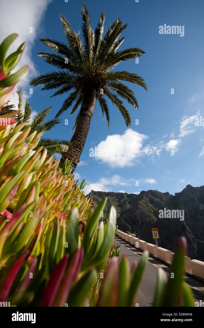 Palme, Masca, Teneriffa, Spanien Foto Stock