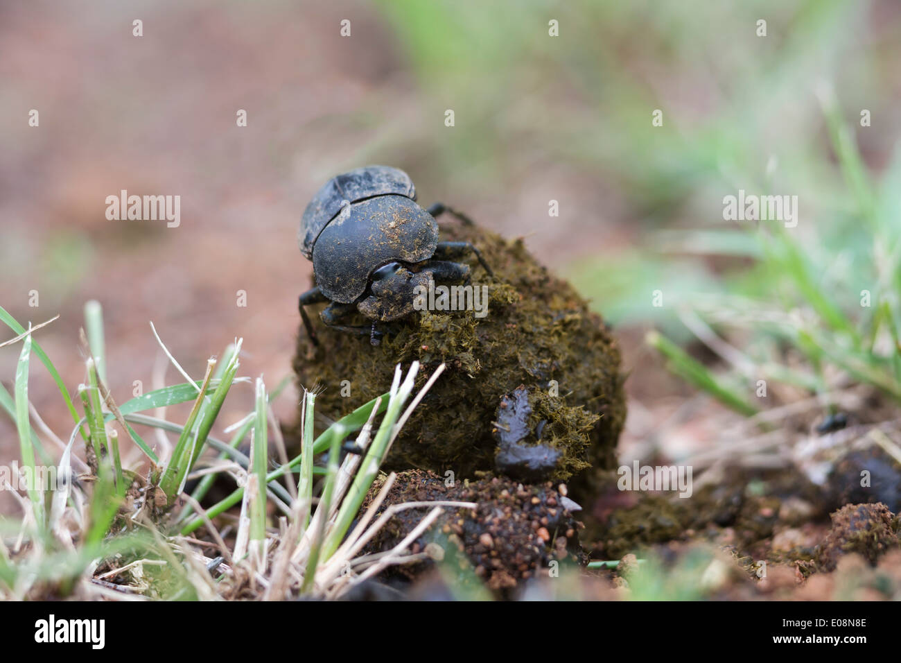 Dung beetle (Scarabaeidae) modellare palla fuori di sterco, Parco Nazionale di Pilanesberg, Sud Africa, Febbraio 2014 Foto Stock