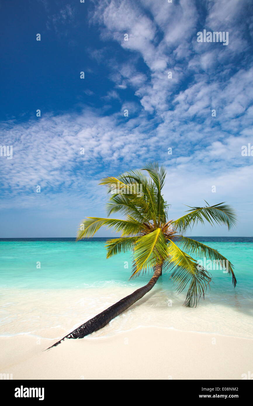Palm Tree sulla spiaggia tropicale, Maldive, Oceano Indiano, Asia Foto Stock