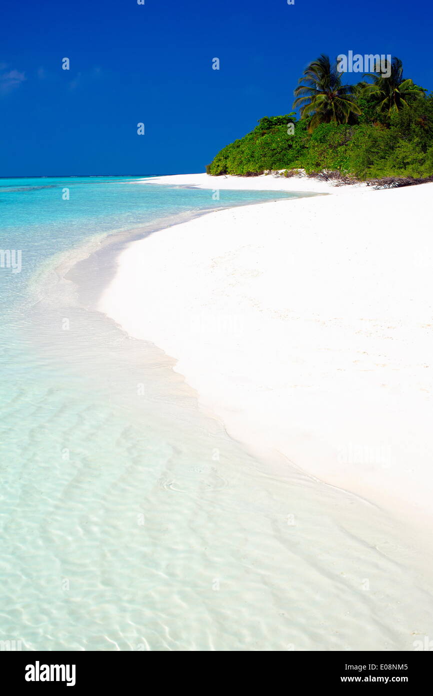 Tropical Beach, Maldive, Oceano Indiano, Asia Foto Stock