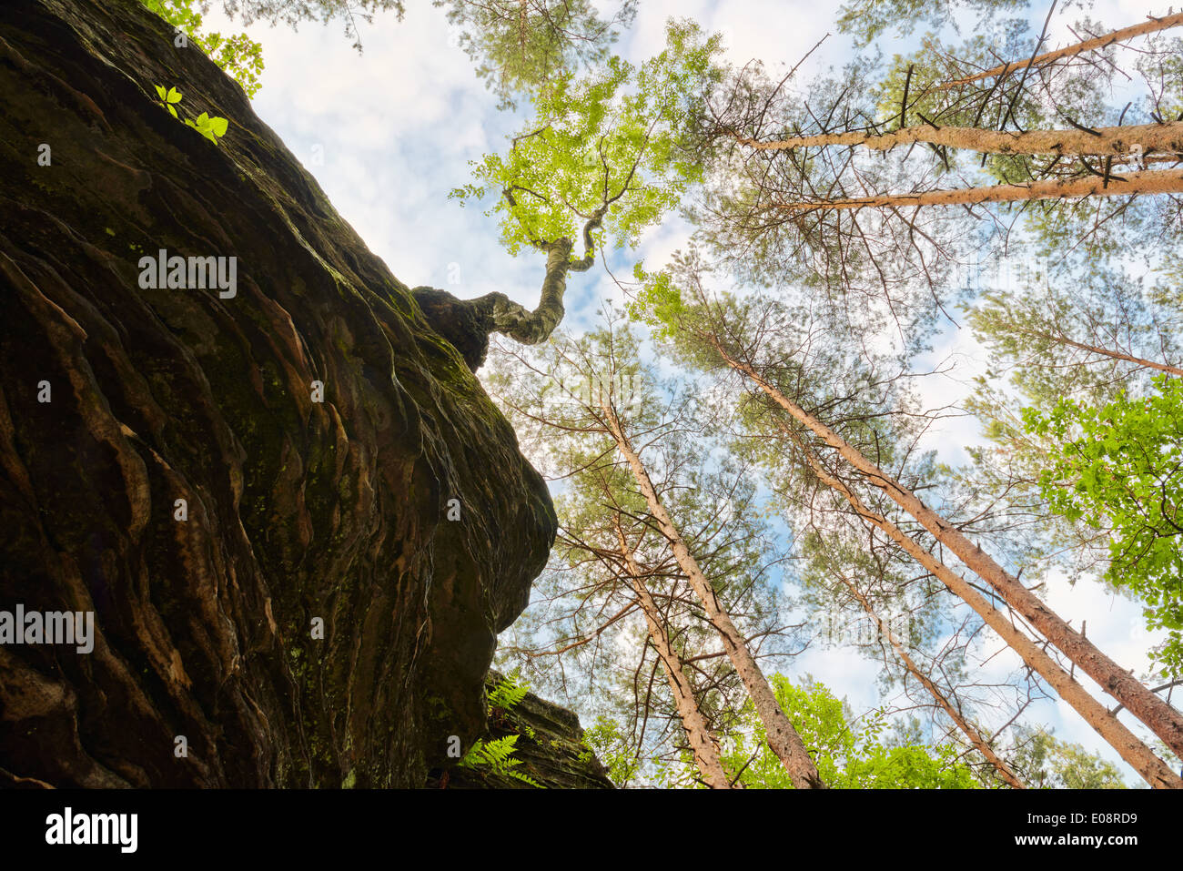 Un mondo meraviglioso. Albero che cresce al di fuori della roccia. L'Inferno rocce vicino Nieklan, Polonia. Foto Stock