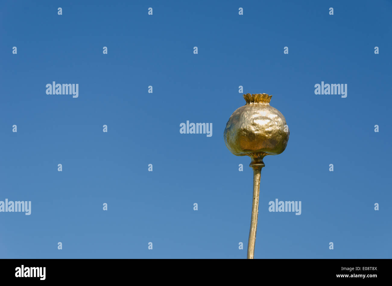 Oro la vernice spruzzata di papavero blu su sfondo cielo Foto Stock