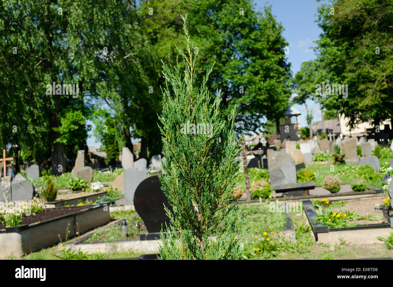 Boccola di conifere rami e sfocata cross monumenti lapidi nelle zone rurali del cimitero cimitero. Odore di morte. Foto Stock