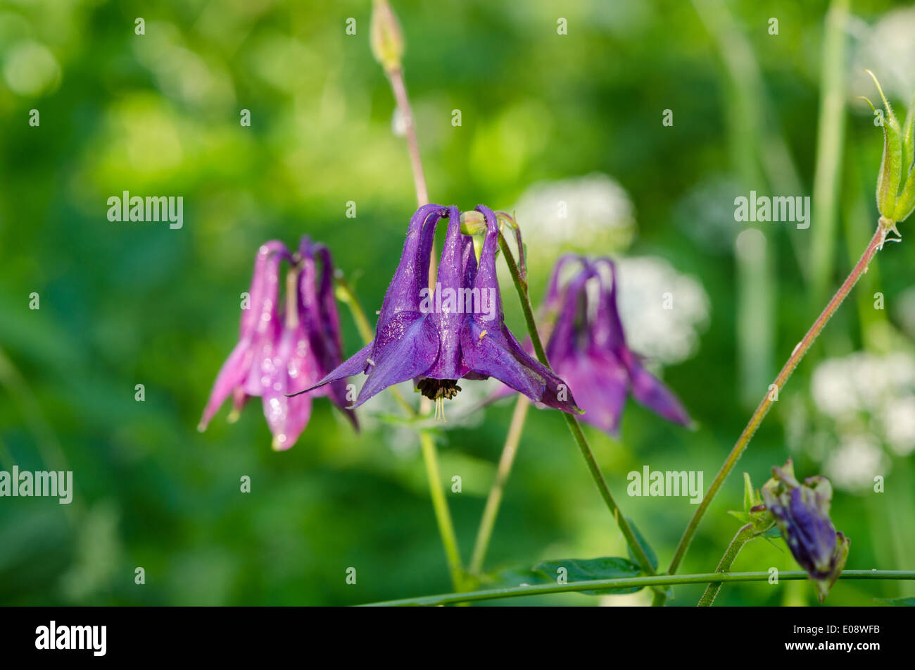 Primo piano della piccola a forma di campana viola selvatica prato ricoperto di fiori la mattina con gocce di rugiada. Foto Stock