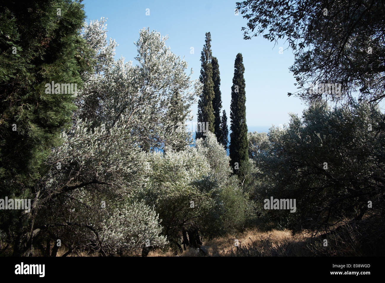 Olivi e cipressi, Ikaria, Grecia Foto Stock