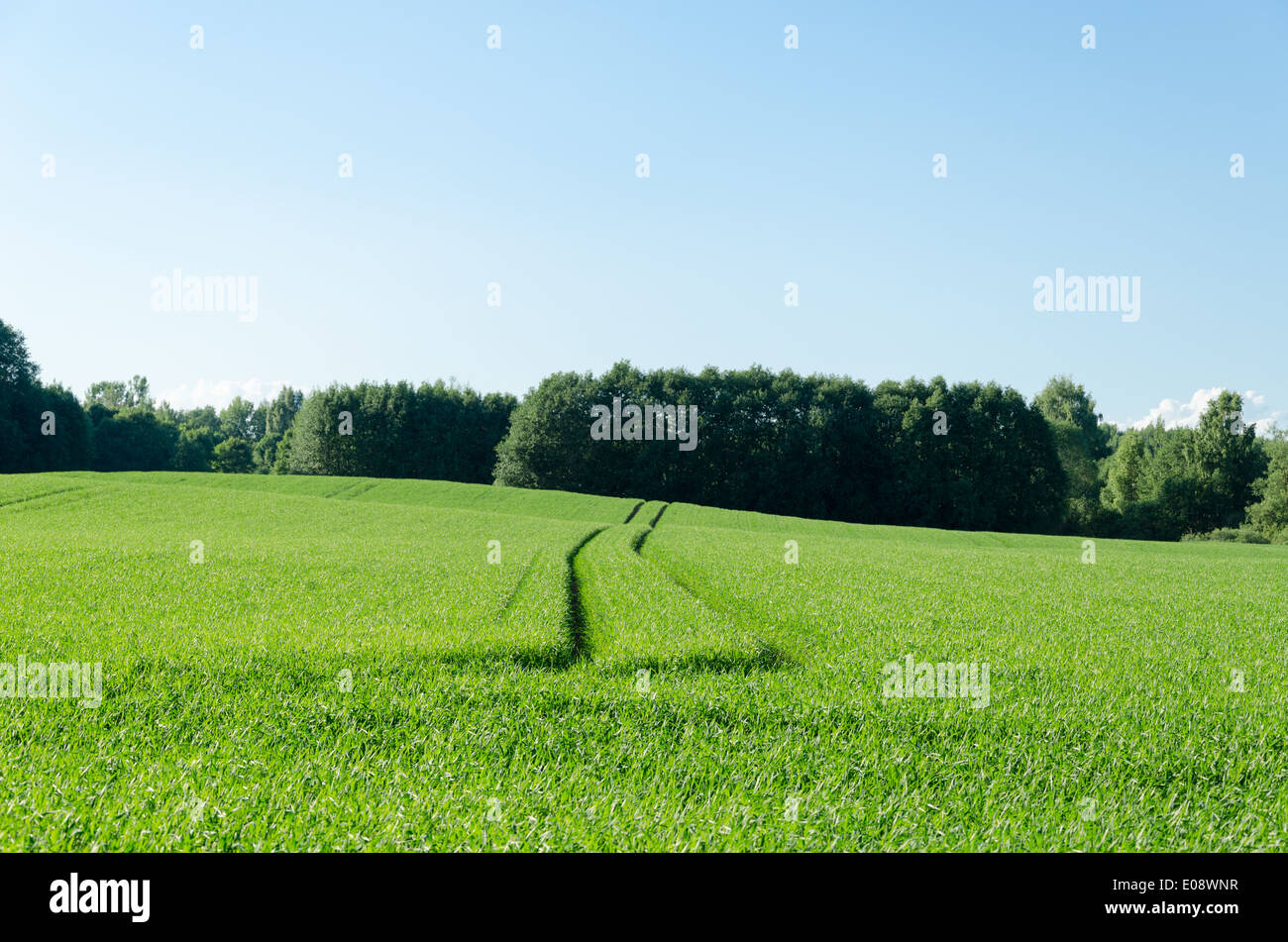 Eseguire il percorso di calpestare la segala nel campo distanza paesaggio rurale Foto Stock