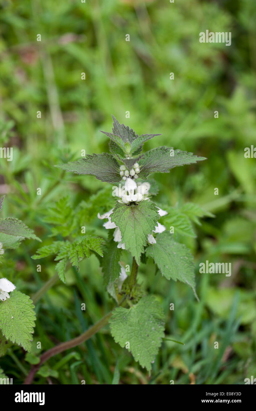 Primo piano di un album in fiore di Lamium - White Dead ortica che pingia ortica in bosco Foto Stock