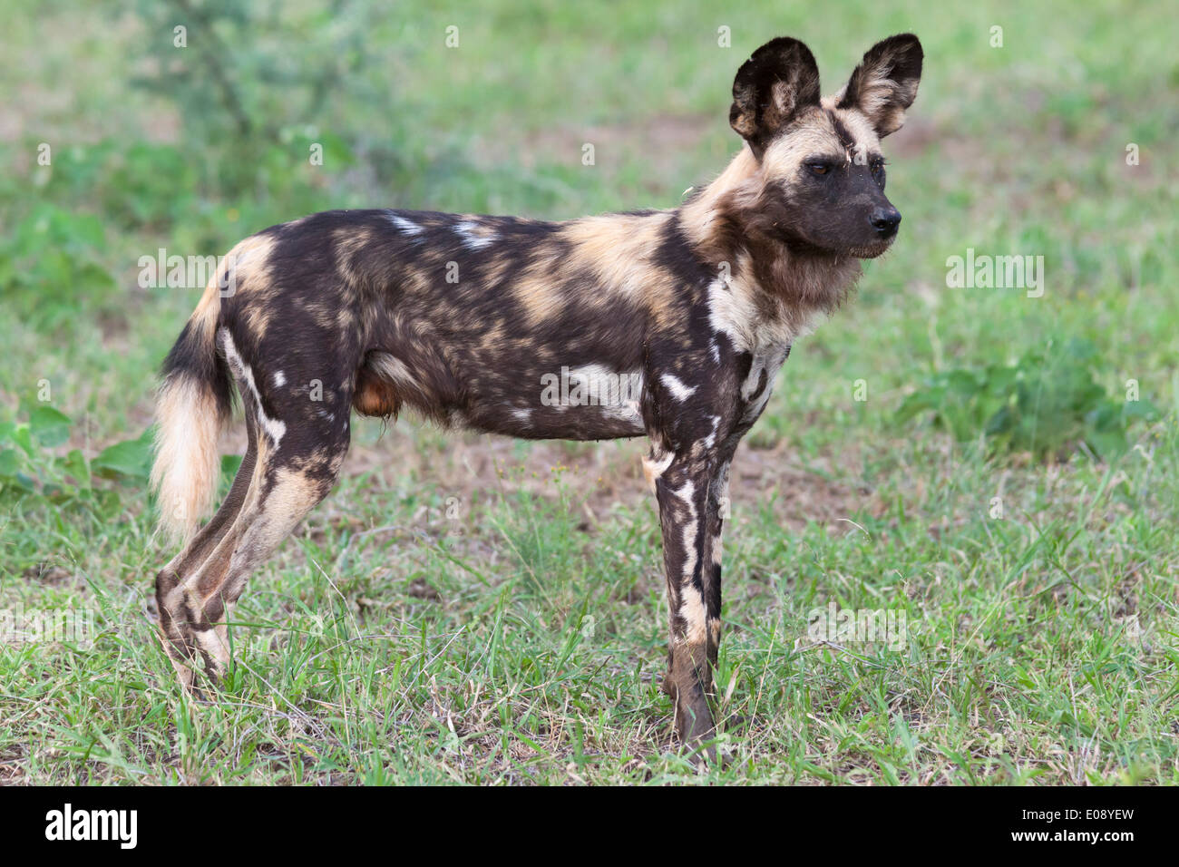 African wild dog (Lycaon pictus), Madikwe Game Reserve, nord ovest della provincia, Sud Africa, Febbraio 2014 Foto Stock