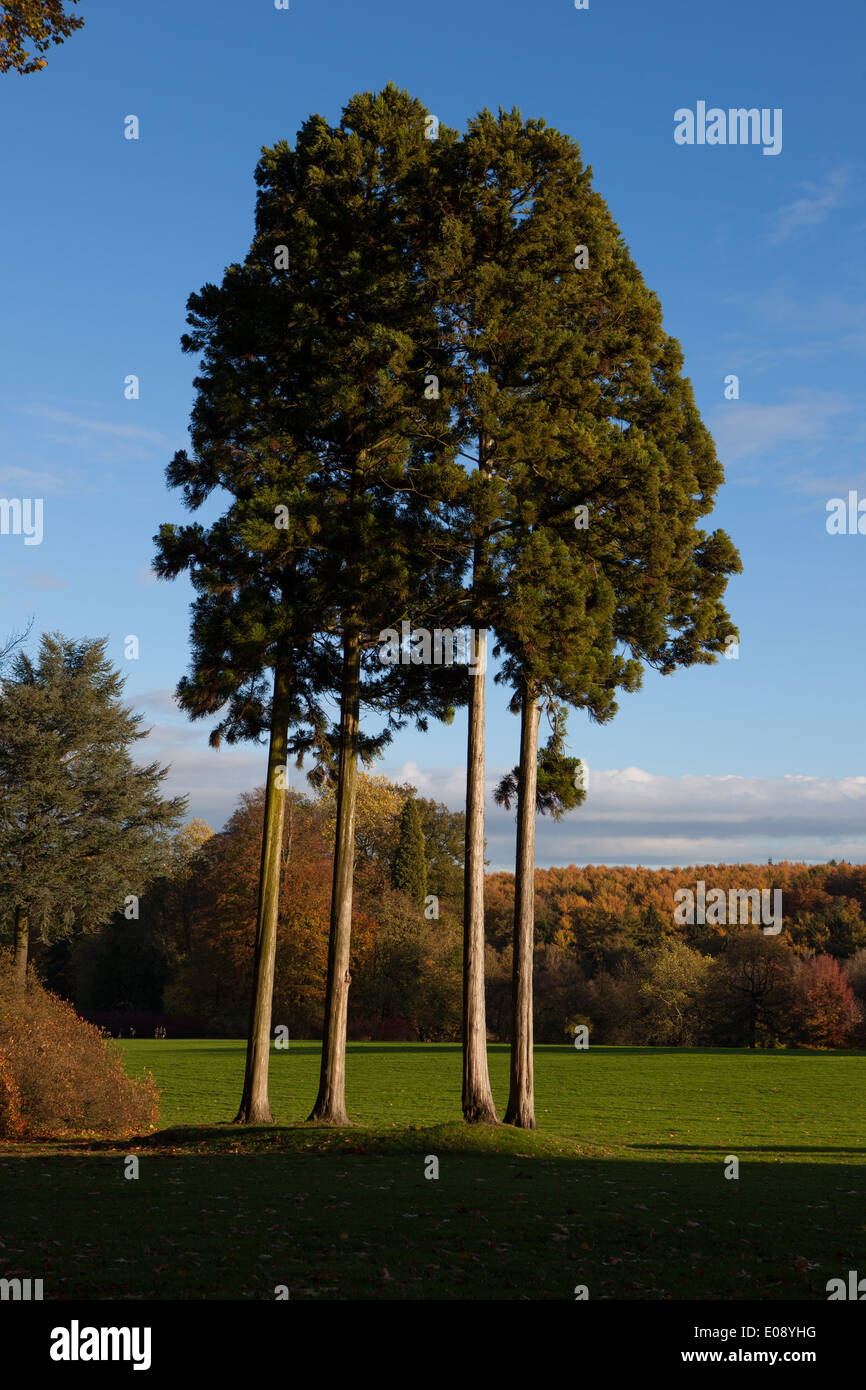 Alberi a Chateau de La Hulpe Foto Stock