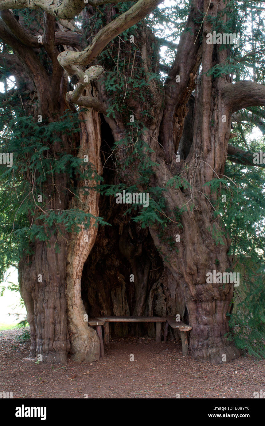 San Bartolomeo del sagrato Yew Tree, molto Marcle, Herefordshire, England, Regno Unito Foto Stock