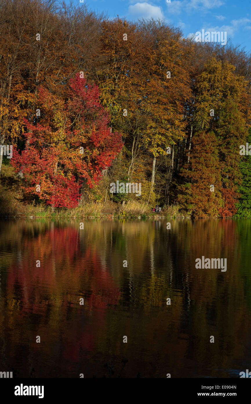 Riflessi di autunno nel lago al Chateau de La Hulpe, Etang de la longue queue, nei pressi di Bruxelles, Belgio. Foto Stock