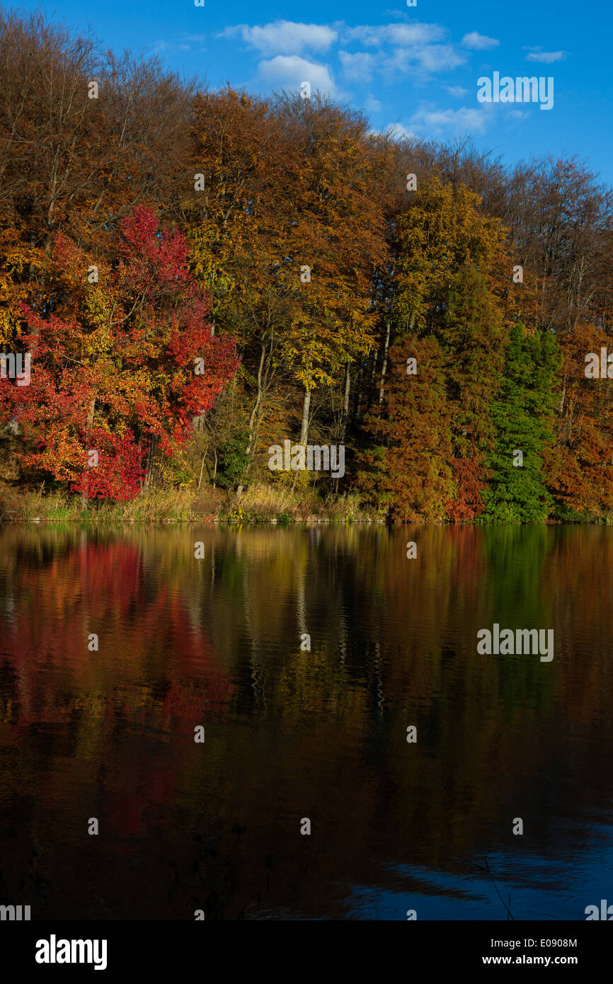Riflessi di autunno nel lago al Chateau de La Hulpe, Etang de la longue queue, nei pressi di Bruxelles, Belgio. Foto Stock