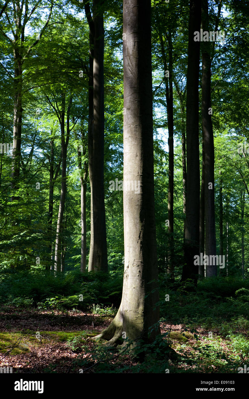 Foresta di Soignies, Foret de Soignes, o Zoniënwoud, 11.000 ettari di bosco a sud-est di Bruxelles Foto Stock