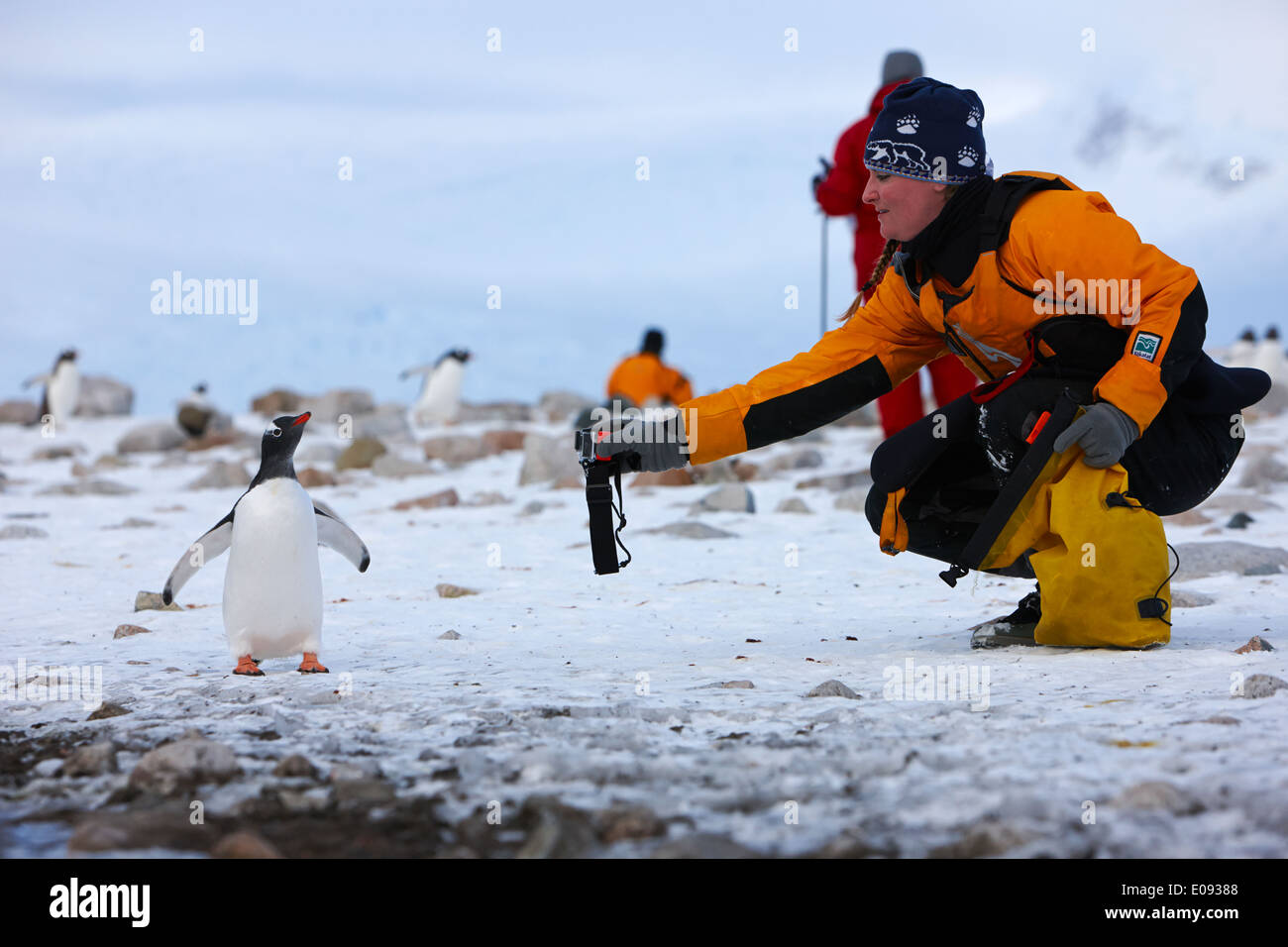 Turista femminile tenendo fuori un go pro video telecamera per filmare un pinguino Gentoo a Neko Harbour antartide Foto Stock