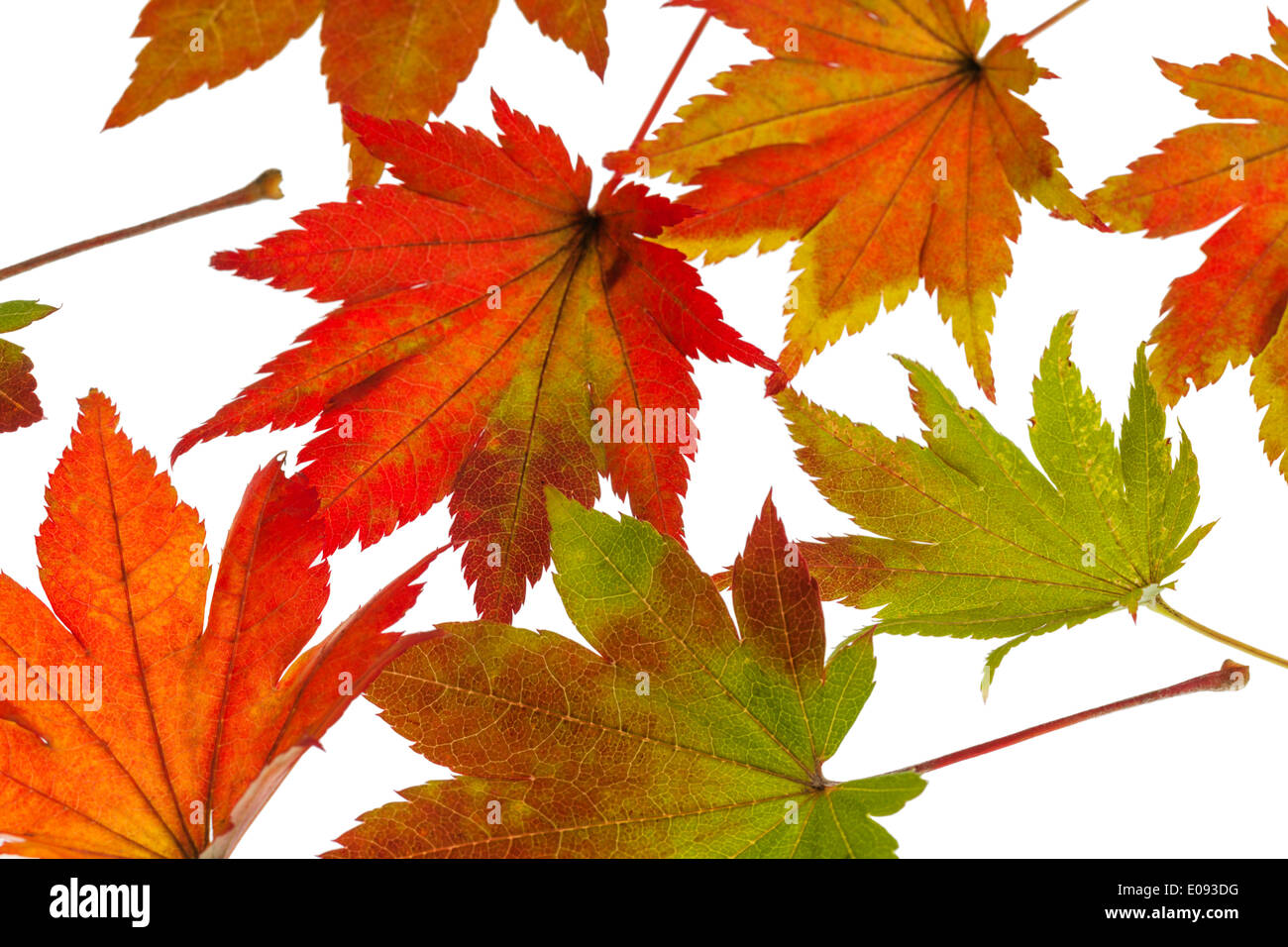 Il colored messaggeri dell'autunno. Fogli su sfondo bianco, Die bunten Boten des Herbstes. Blaetter auf weissem Hintergru Foto Stock