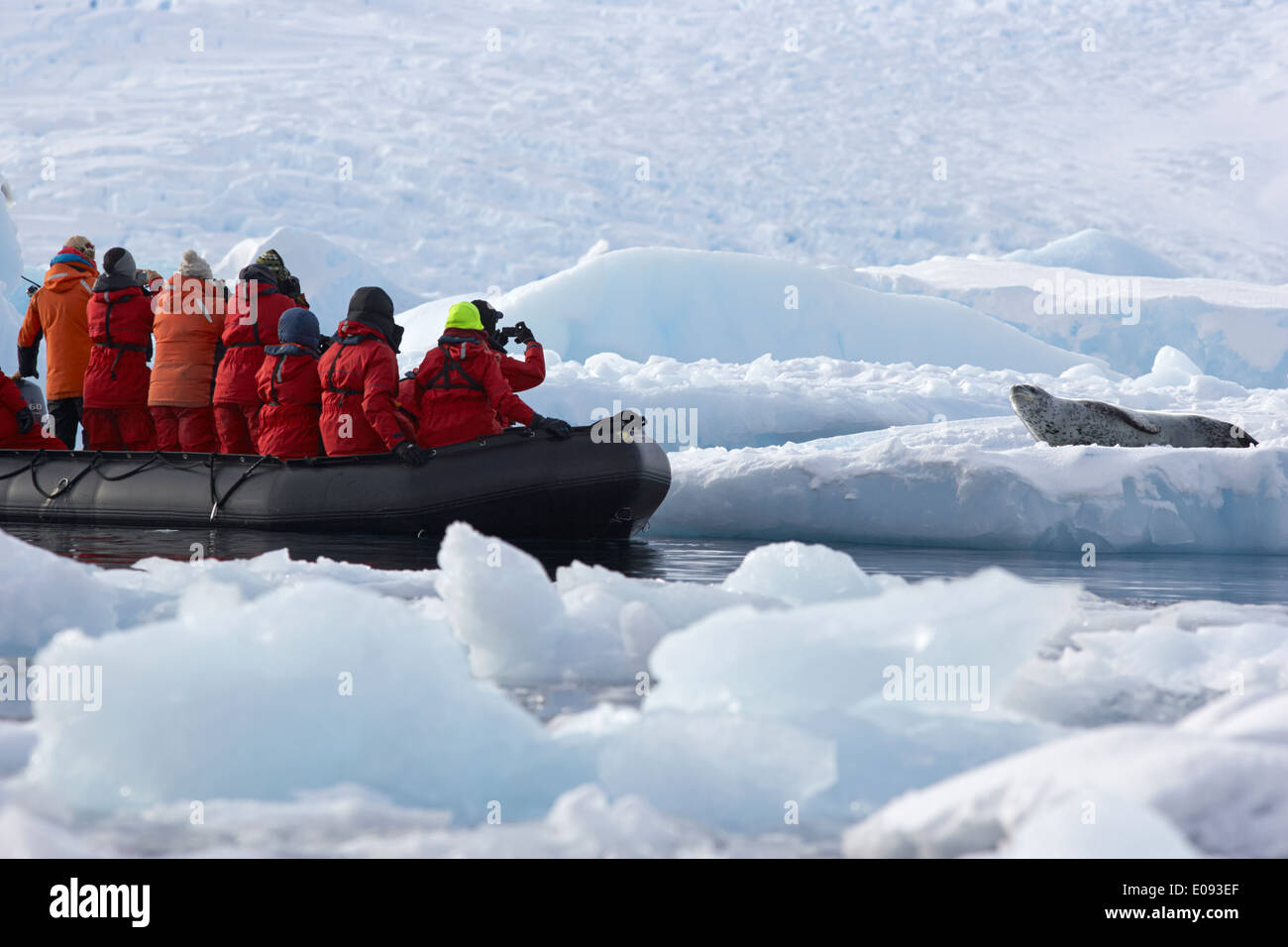 Spedizione in Antartide zodiac barca si avvicina leopard guarnizione sul mare di ghiaccio cierva cove antartide Foto Stock
