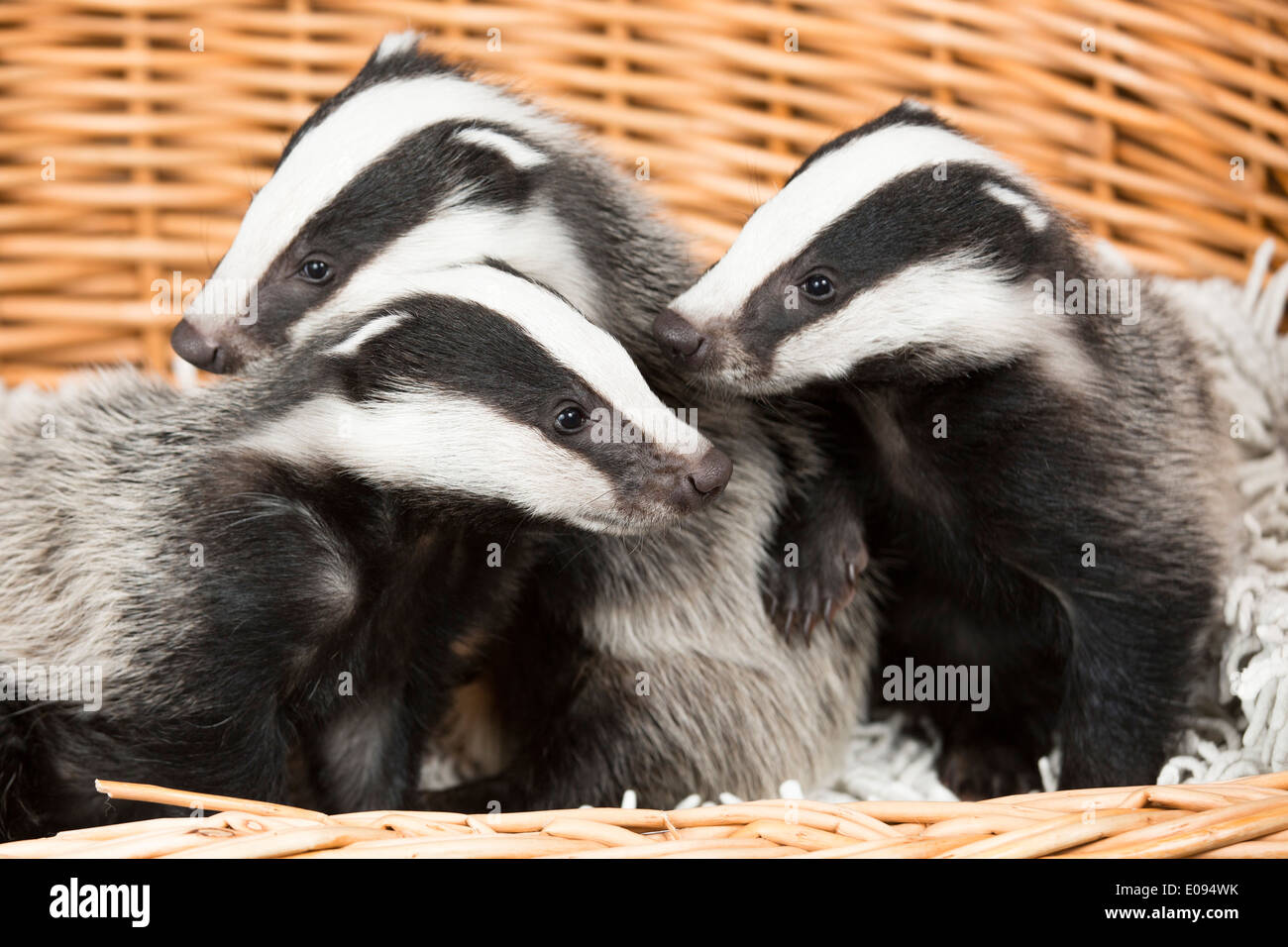 Tre baby badgers trovato abbandonato in una siepe accanto ai loro genitori che erano stati uccisi. Foto Stock