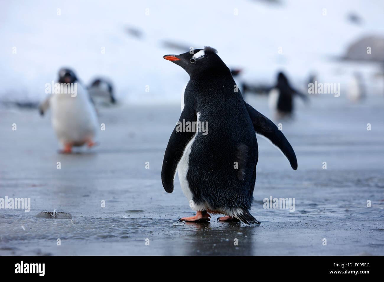 I pinguini Gentoo in piedi su acqua fresca ghiaccio a Neko Harbour penisola arctowski continente antartico Antartide Foto Stock