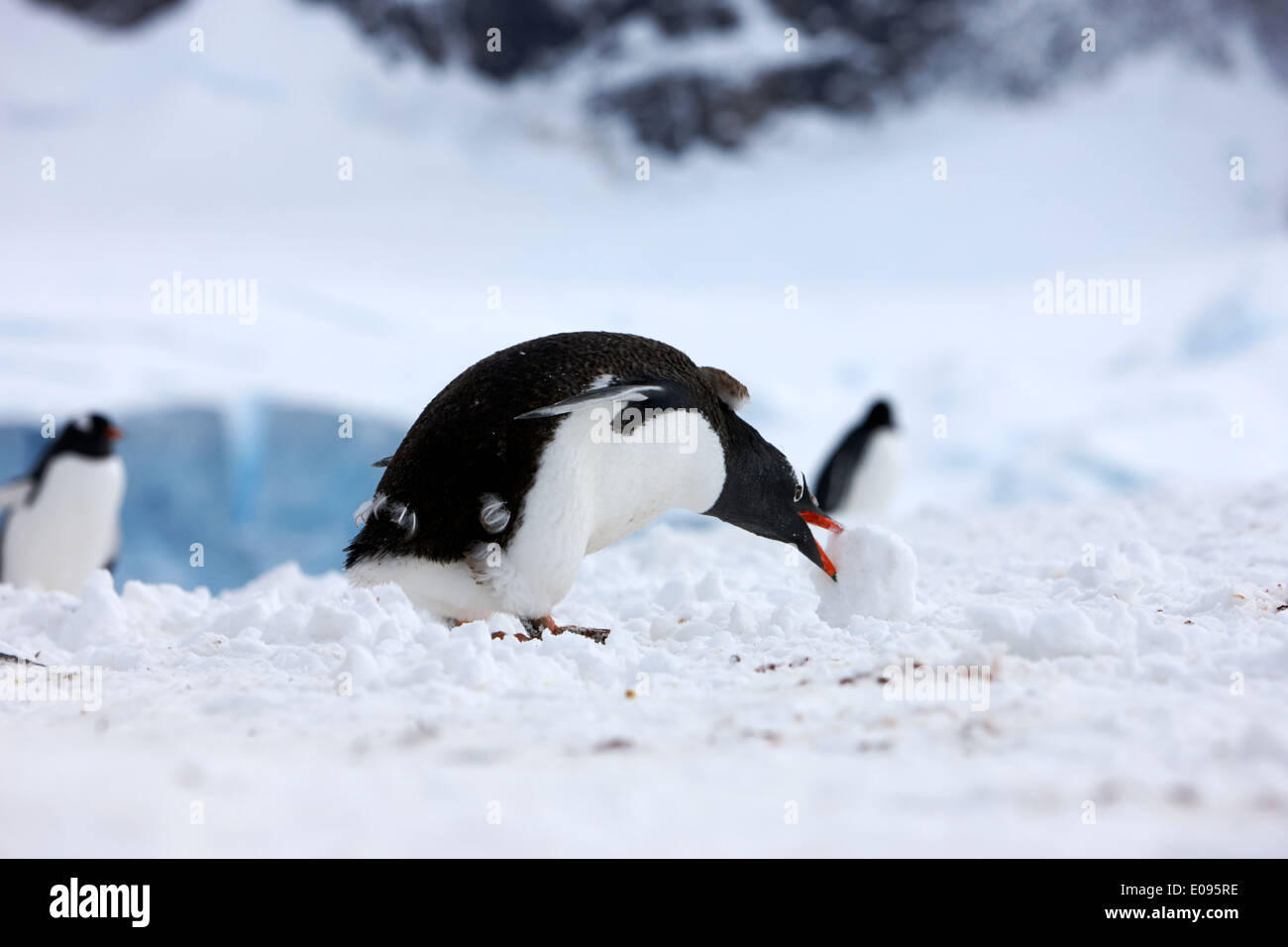I capretti pinguino Gentoo rolling prelievo di palla di neve a Neko Harbour penisola arctowski continente antartico Antartide Foto Stock