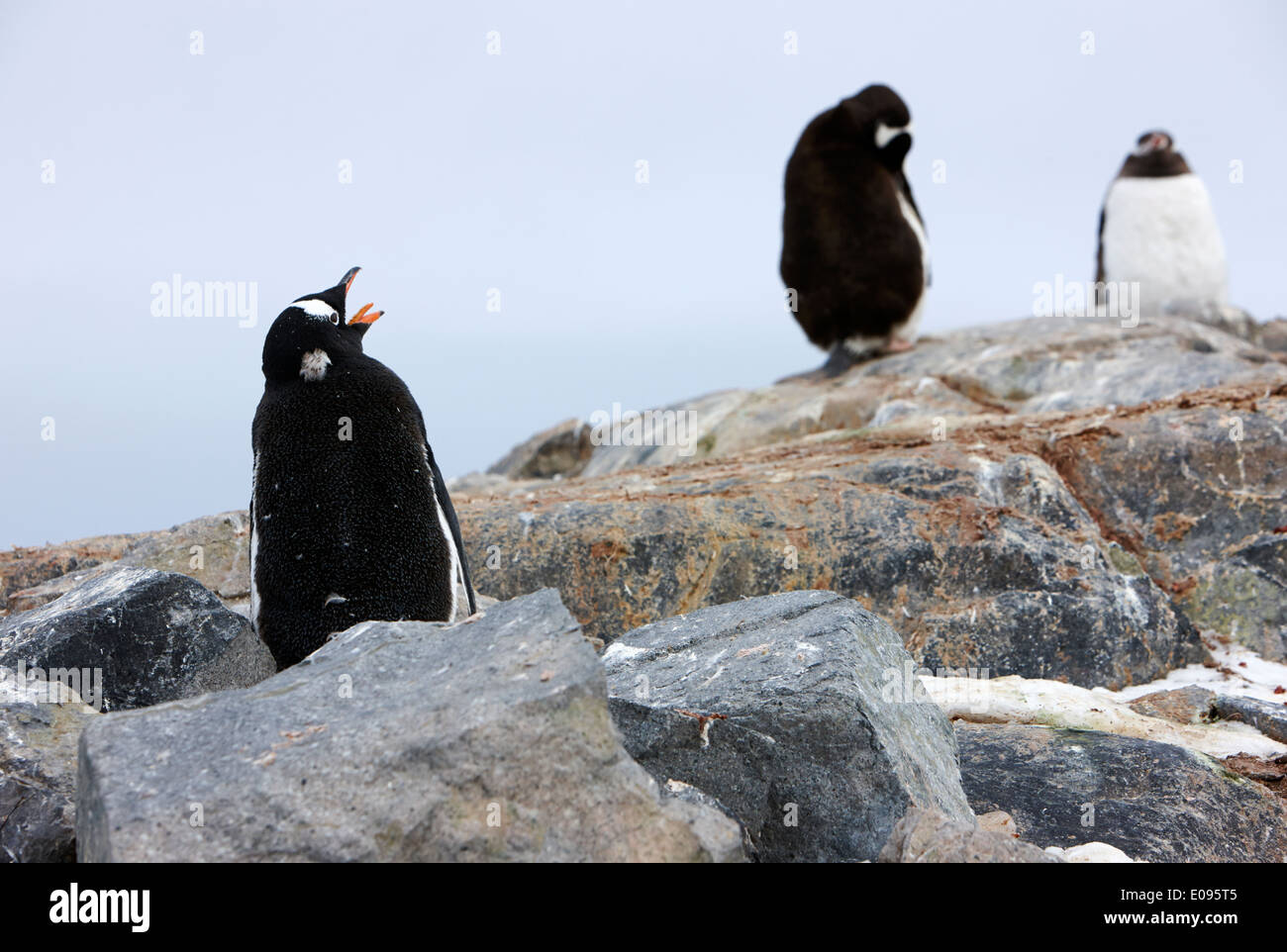 I capretti pinguini di Gentoo a chiamare sulle rocce a Neko Harbour penisola arctowski continente antartico Antartide Foto Stock