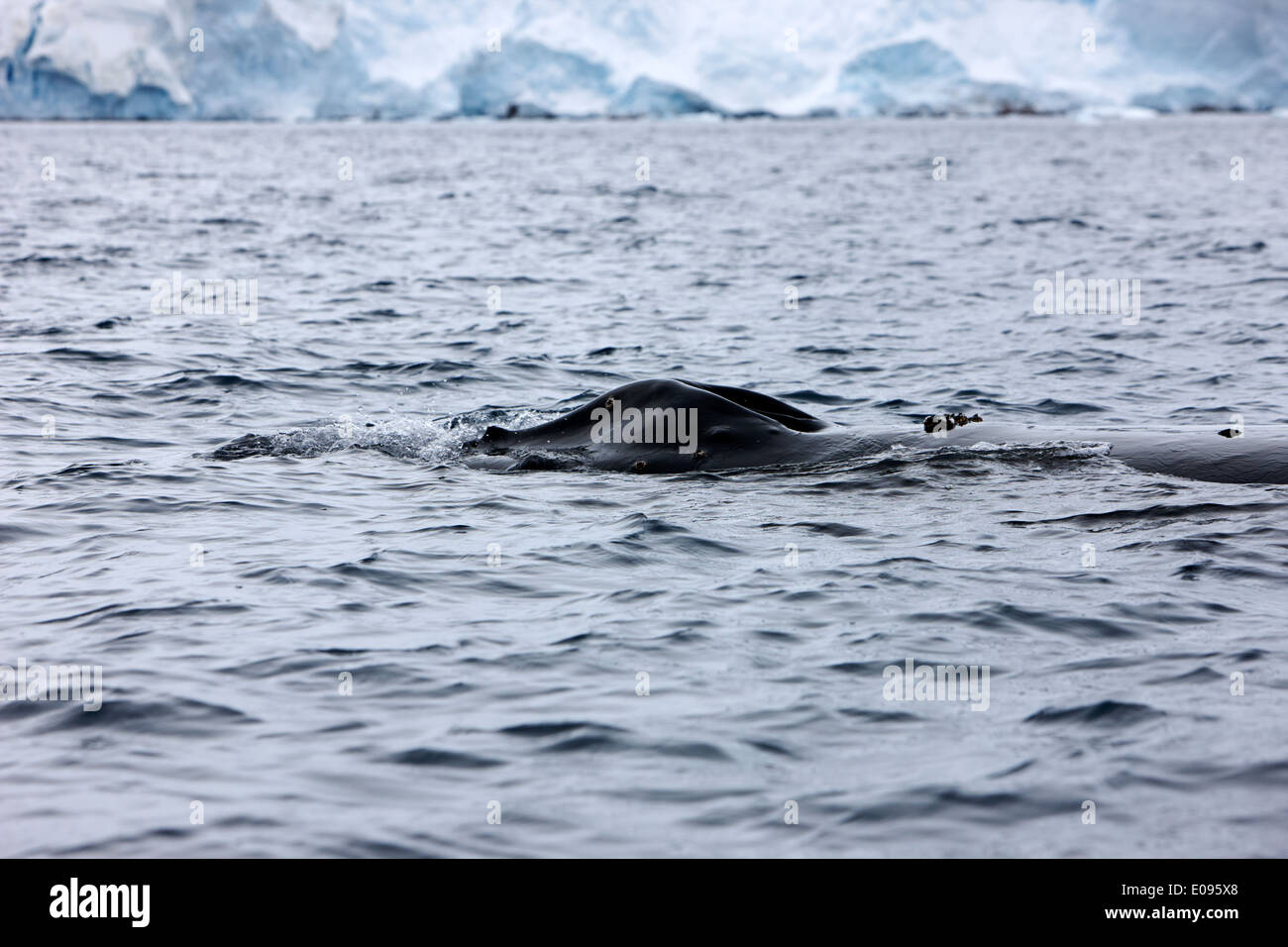 Humpback Whale blowhole login Neko Harbour penisola arctowski continente antartico Antartide Foto Stock