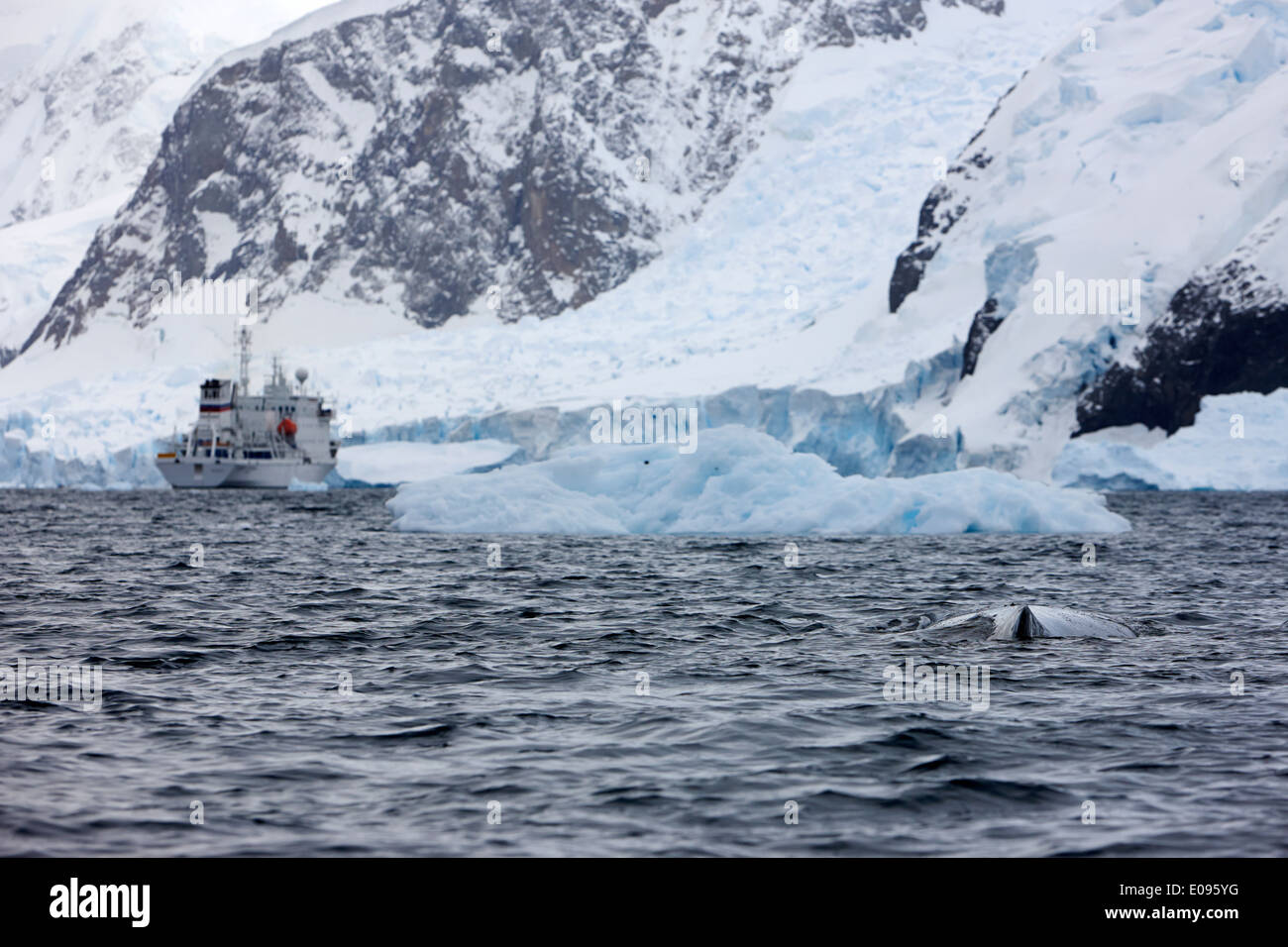 Humpback Whale logging con tourist expedition boat in background in Neko Harbour arctowski penisola Antartica Foto Stock