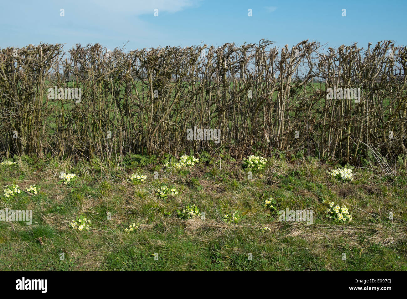 Wild primule, "primula vulgaris". Foto Stock