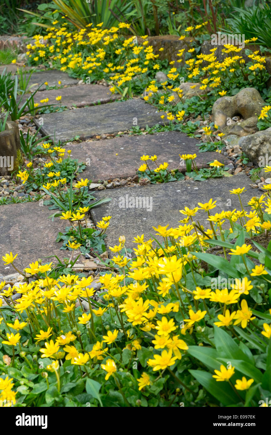 Lesser celandine, Ranunculus ficaria, usurpare su un percorso di giardino. Foto Stock