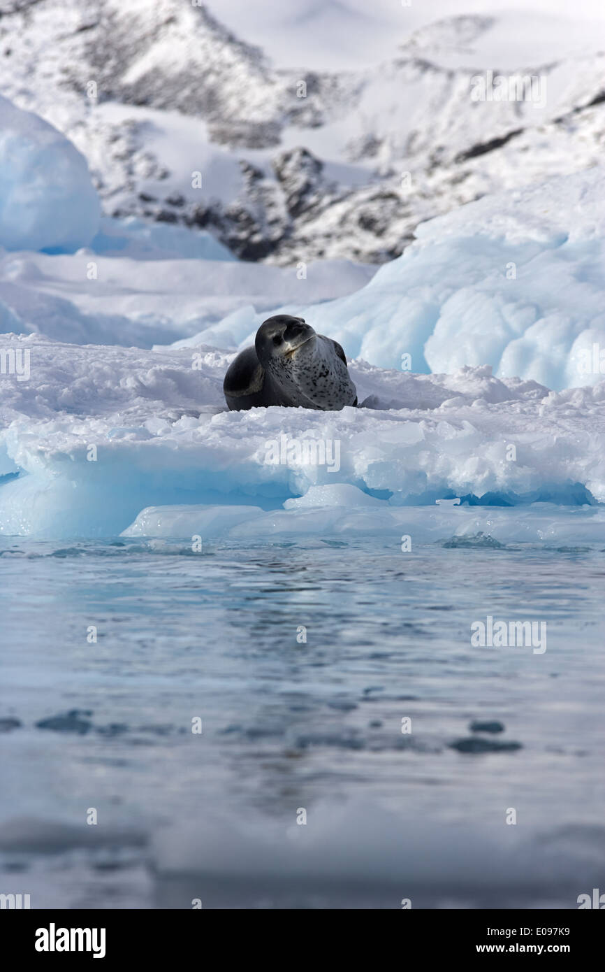 Guarnizione di leopard giacente su iceberg in blu ghiaccio del ghiacciaio in mare sfacciata la banchisa cierva cove Antartide Foto Stock