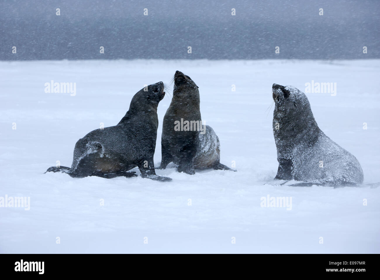 Tre le foche giocare combattimenti in tempesta di neve whalers bay isola Deception Antartide Foto Stock