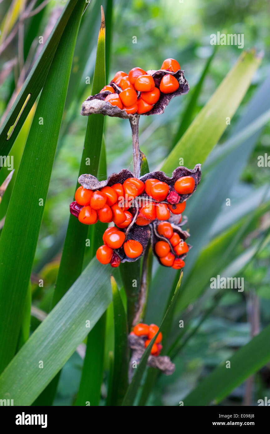 Iris foetidissima (maleodoranti Iris iris Gladdon ) mostra di bacche rosse in primavera. Foto Stock