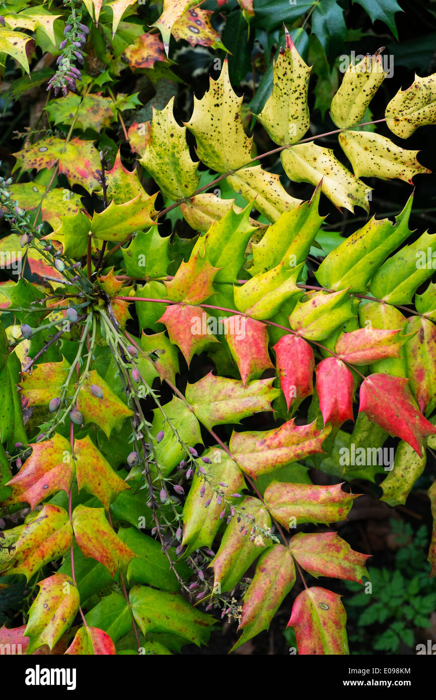 Mahonia foglie in primavera Foto Stock