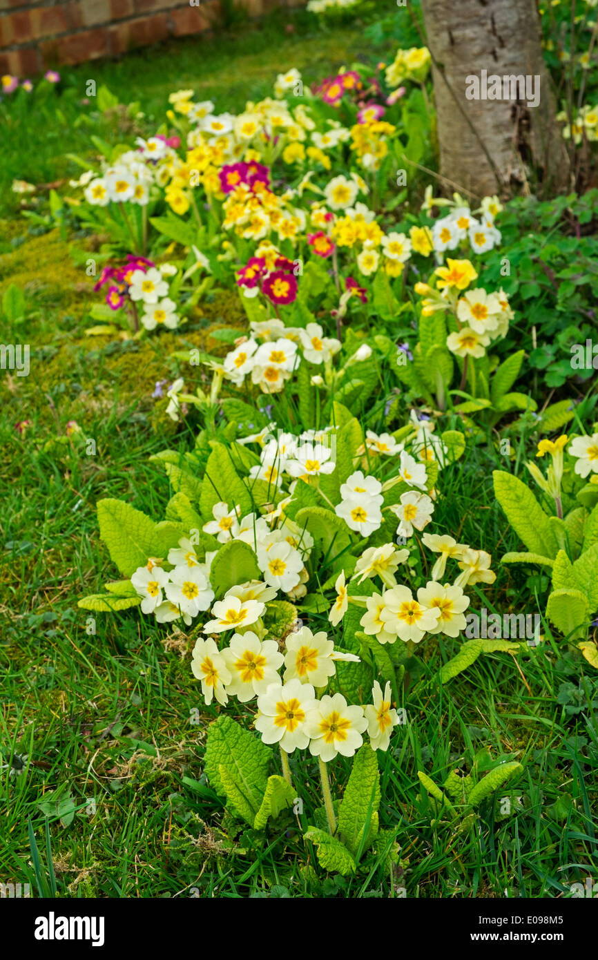 Piantumazione informale della primula specie Foto Stock