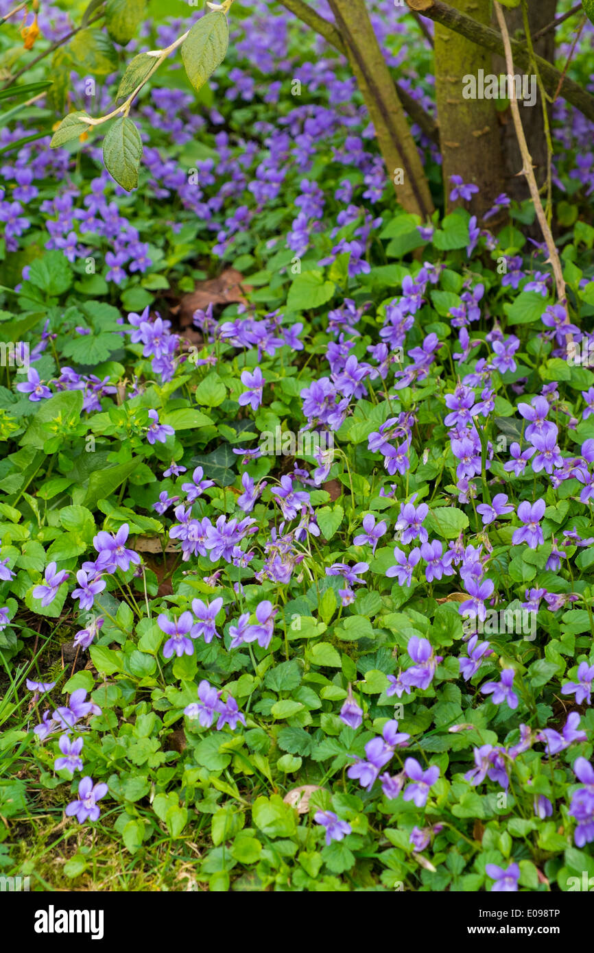 Comune Viola, Blu, Viola sororia, crescendo in un ombroso giardino confine. Foto Stock