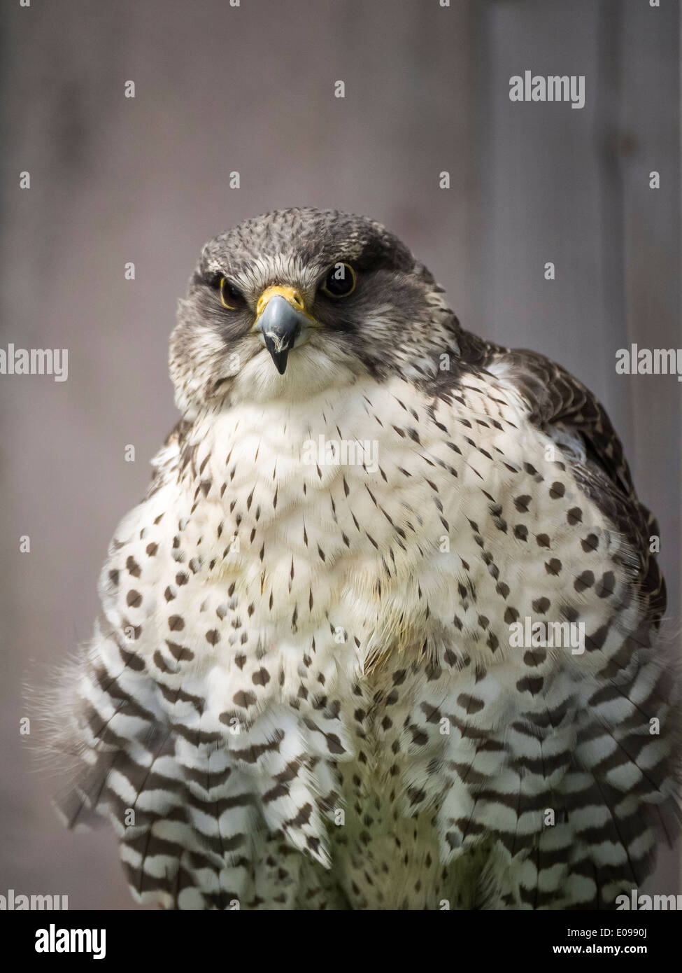 Wild hawk seduti ad un raptor santuario di riabilitazione in Ontario, Canada cercando scontroso e seduto davanti a una parete in legno. Foto Stock