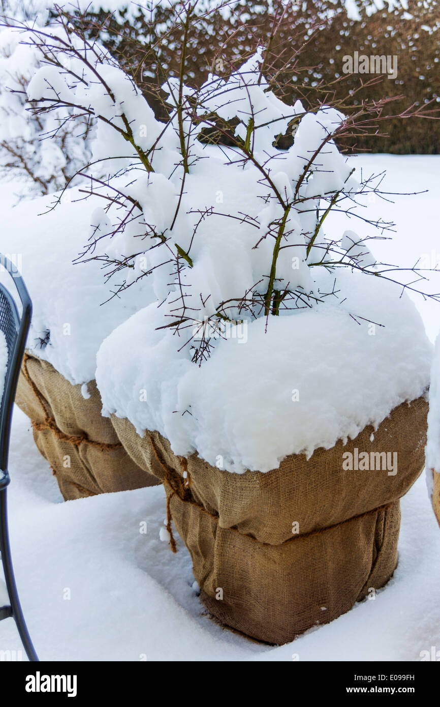 Coperte di neve Pflanzkuebel nel giardino, foto simbolico per l'inverno, riposo invernale e la protezione contro il gelo , Verschneite Pflan Foto Stock