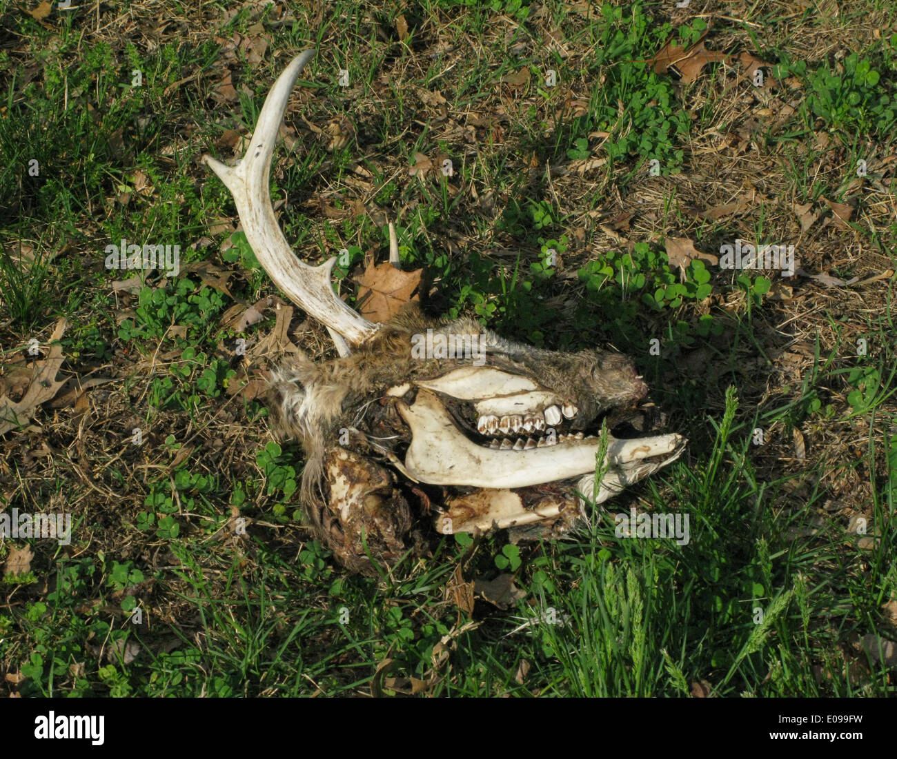 Deer bracconieri lasciare la prova del loro lavoro dietro Foto Stock