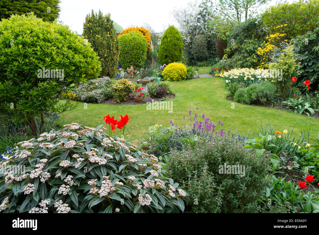 Giardino Surbuban in tarda primavera con prato e arbusti confini Foto Stock