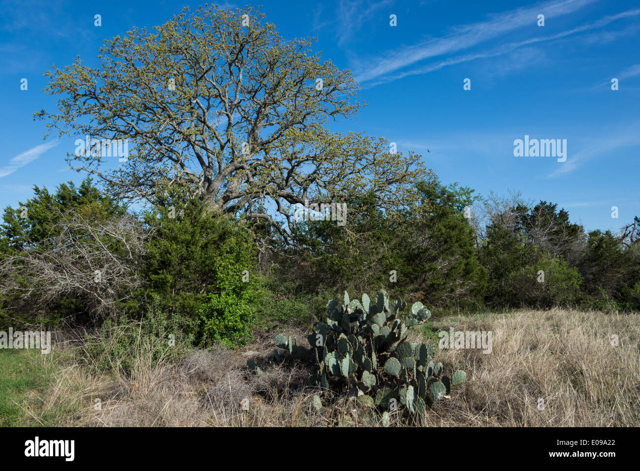 Semi-deserto piante e alberi al Lady Bird Johnson Centro di fiori selvaggi. Austin, Texas, Stati Uniti d'America. Foto Stock