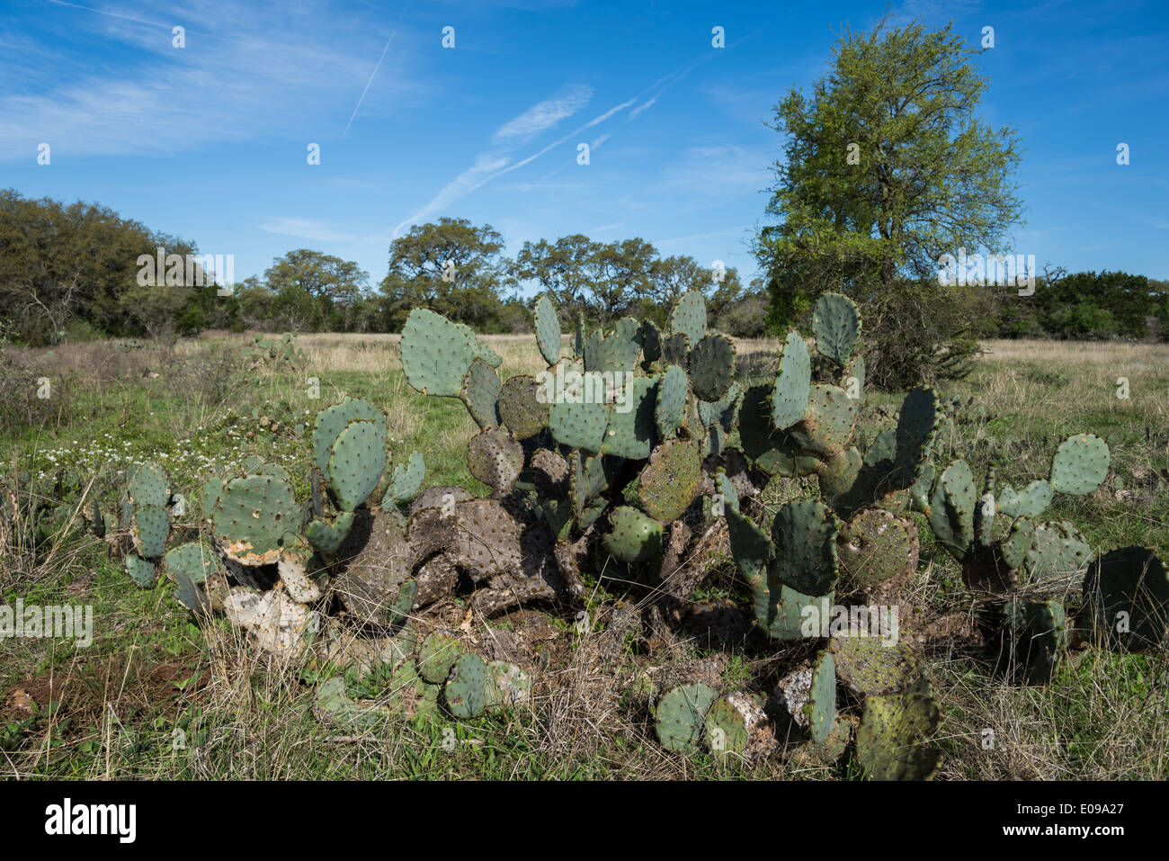 Il Cactus e altri semi-arido piante al Lady Bird Johnson Centro di fiori selvaggi. Austin, Texas, Stati Uniti d'America. Foto Stock
